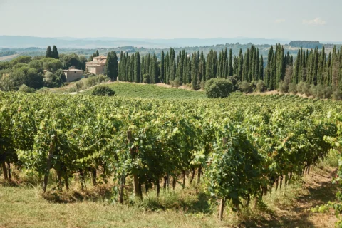 the extraordinaire villa catignano vivid designer celebration